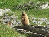 56 Marmotte